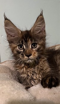 Female torbie available still