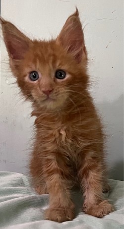 Red tabby boy.  He never stops purring.  Loves to snuggle and follow us.  Very playful and outgoing.   AVAILABLE