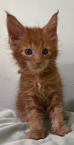 Red tabby boy.  He is a character and can be very clownish.  Sweet and outgoing.  Nice, nice boy.    AVAILABLE