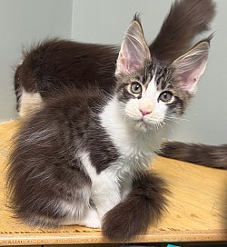 Brown tabby and white boy.  He is playful, sweet and in your face.  Follows us everywhere.    AVAILABLE