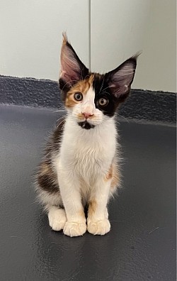 Calico girl.  This sweet girl loves to be with you and snuggly.  Outgoing and very playful.     AVAILABLE