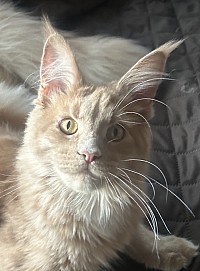 Piper at 12 months old