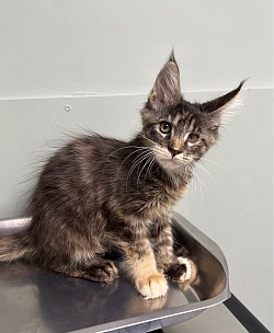 Torbie female.  She is very cool. Doesn’t miss anything.  She loves people and loves to see what we’re up to.    AVAILABLE