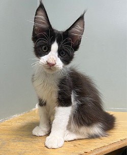 Black and white boy available