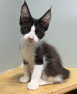 Black and white boy available. He is so outgoing, personable and huge!   AVAILABLE