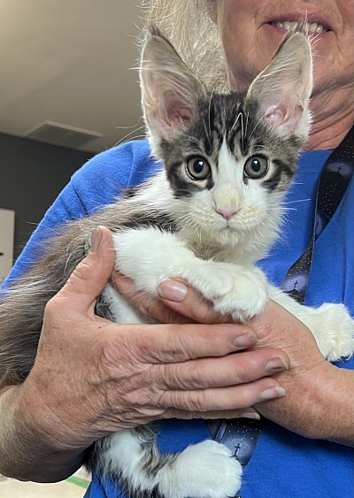 Brown tabby and white boy