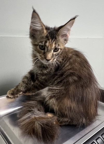 Torbie girl very sweet and playful