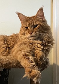 Piper at 12 months old